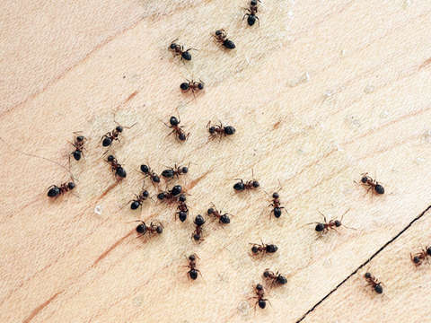 уничтожение муравьев и их колоний